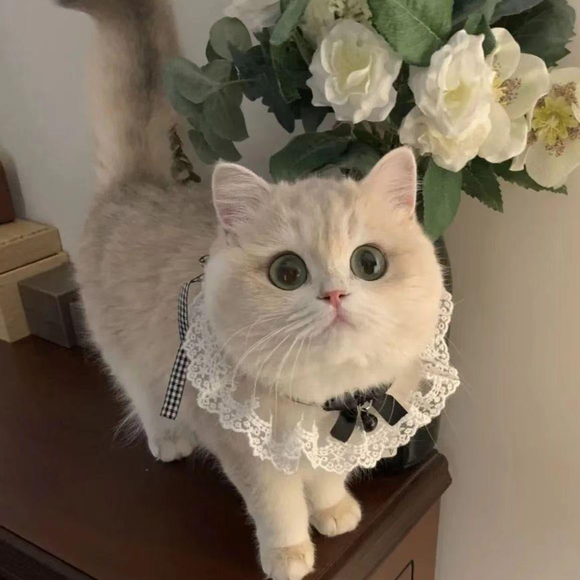 Pet Lace Collar