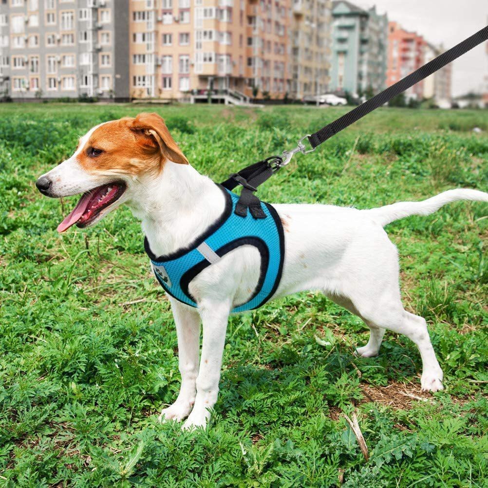 Breathable Mesh Dog Harness & Leash Set
