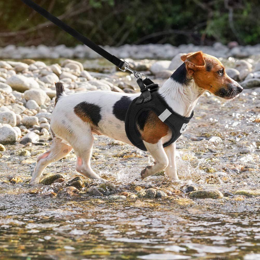 Breathable Mesh Dog Harness & Leash Set
